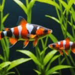 Rasbora mâle et femelle aux couleurs éclatantes